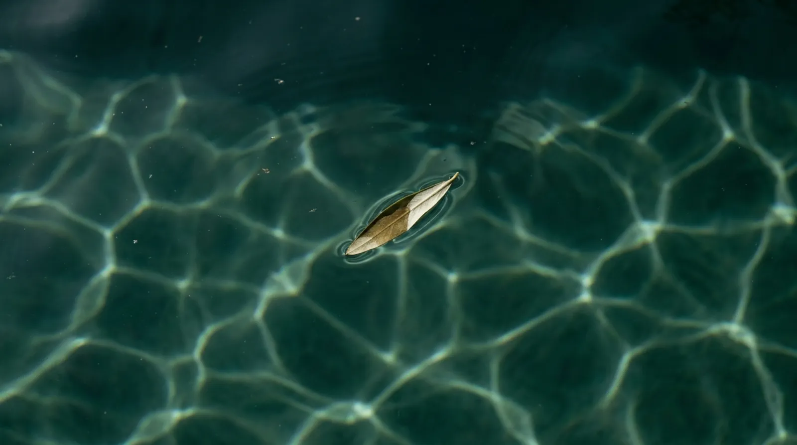 Green water with reflections of light and a floating olive leaf.